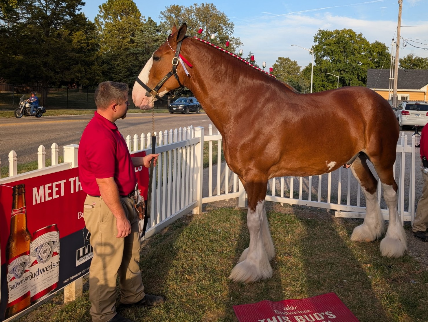 Budweiser Clydesdale at Franny's, October 2025